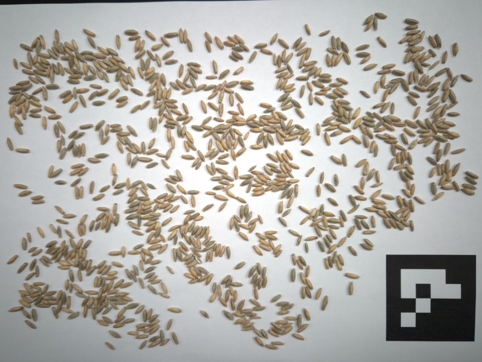 Foto: Roggenkörner verteilt auf einem weißen Blatt